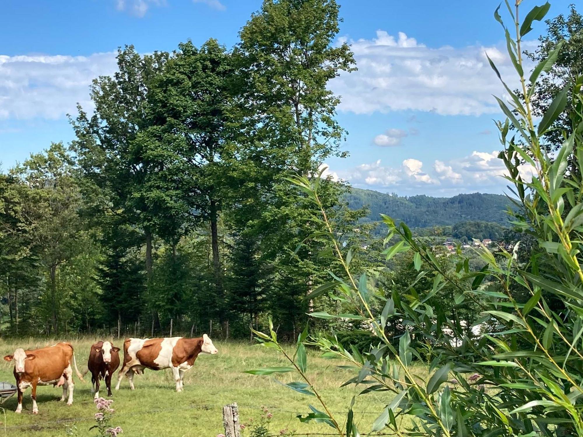 Vogesenparadies Kirchberg Εξωτερικό φωτογραφία